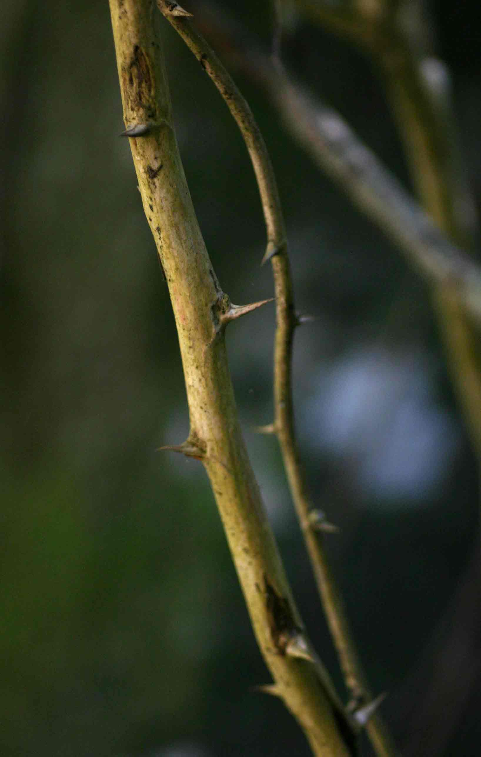 Asparagus falcatus