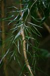 Asparagus falcatus
