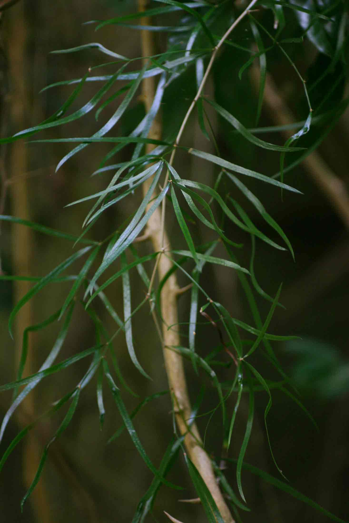 Asparagus falcatus