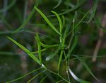 Asparagus falcatus