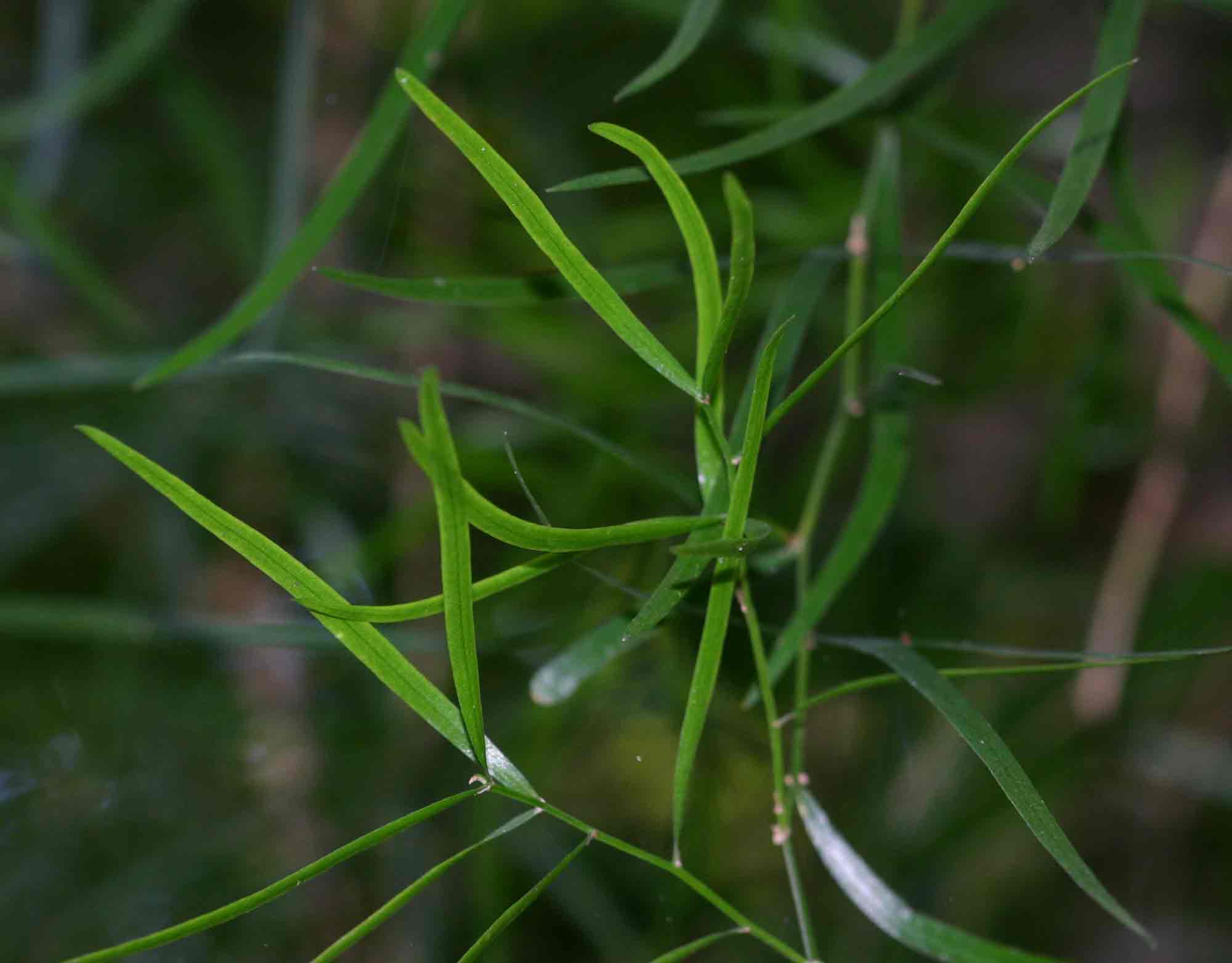 Asparagus falcatus
