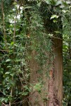 Asparagus falcatus