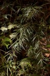 Asparagus falcatus