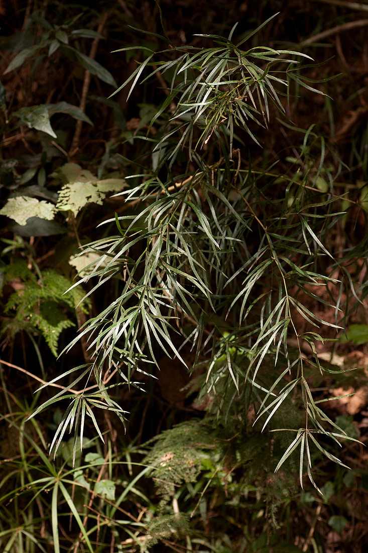 Asparagus falcatus