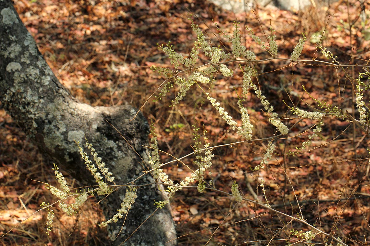 Asparagus laricinus Asparagus laricinus