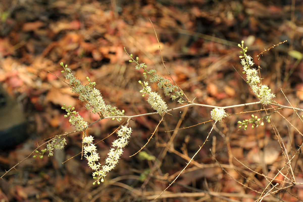 Asparagus laricinus Asparagus laricinus
