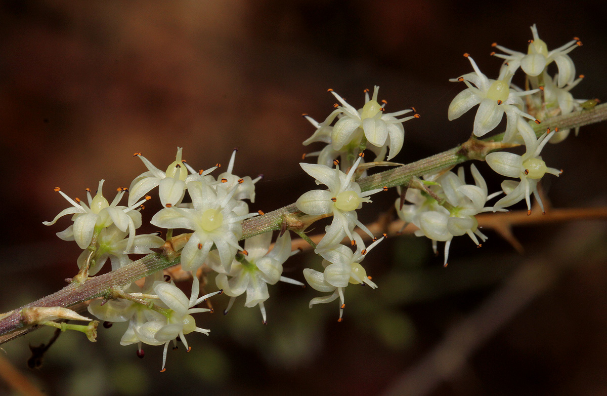 Asparagus laricinus Asparagus laricinus