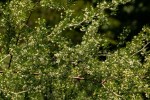 Asparagus laricinus