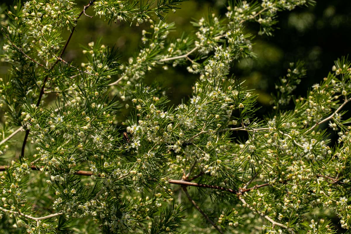 Asparagus laricinus Asparagus laricinus