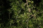 Asparagus laricinus