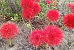 Scadoxus multiflorus subsp. multiflorus