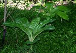 Scadoxus multiflorus subsp. multiflorus