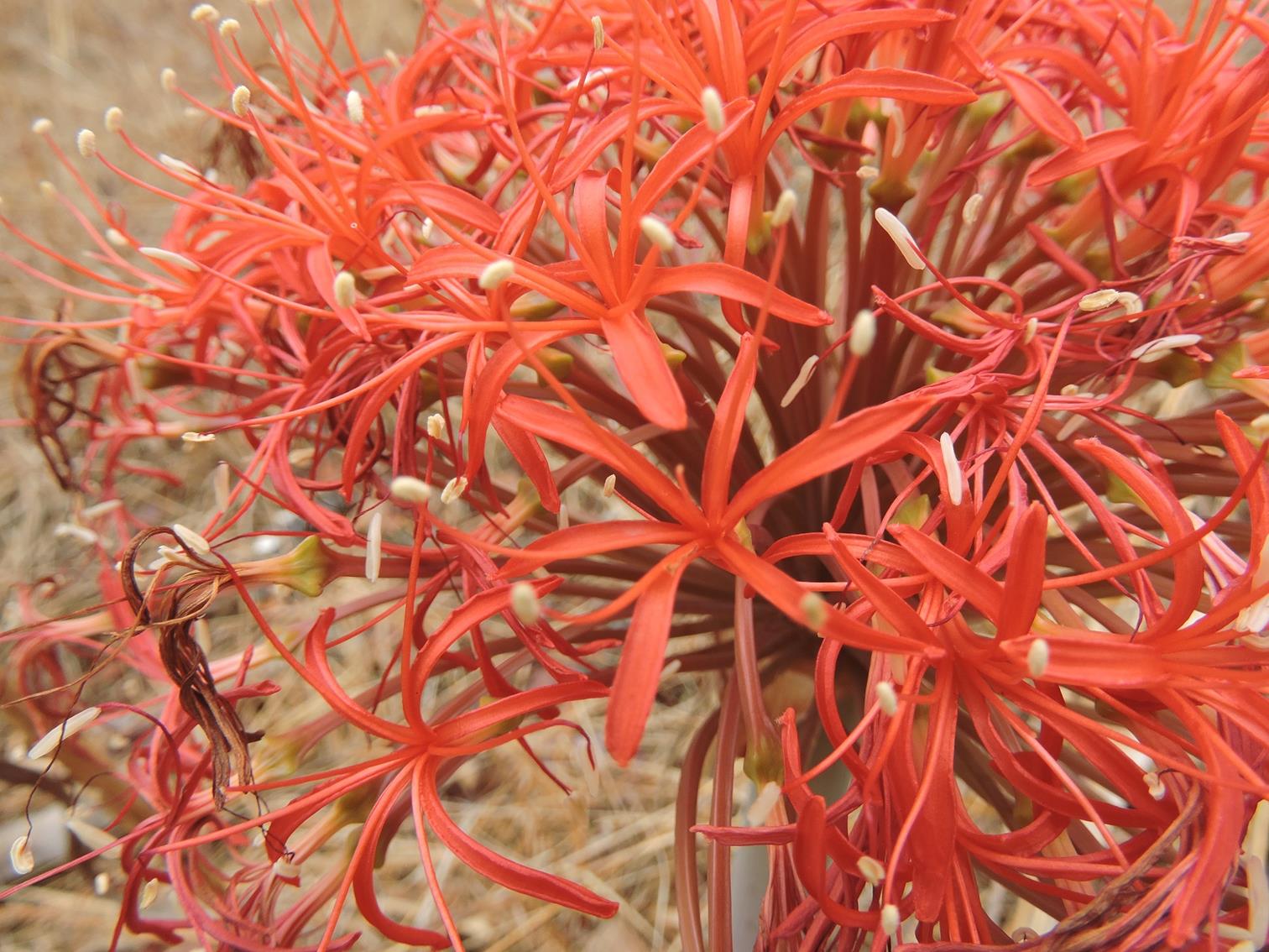 Boophone disticha