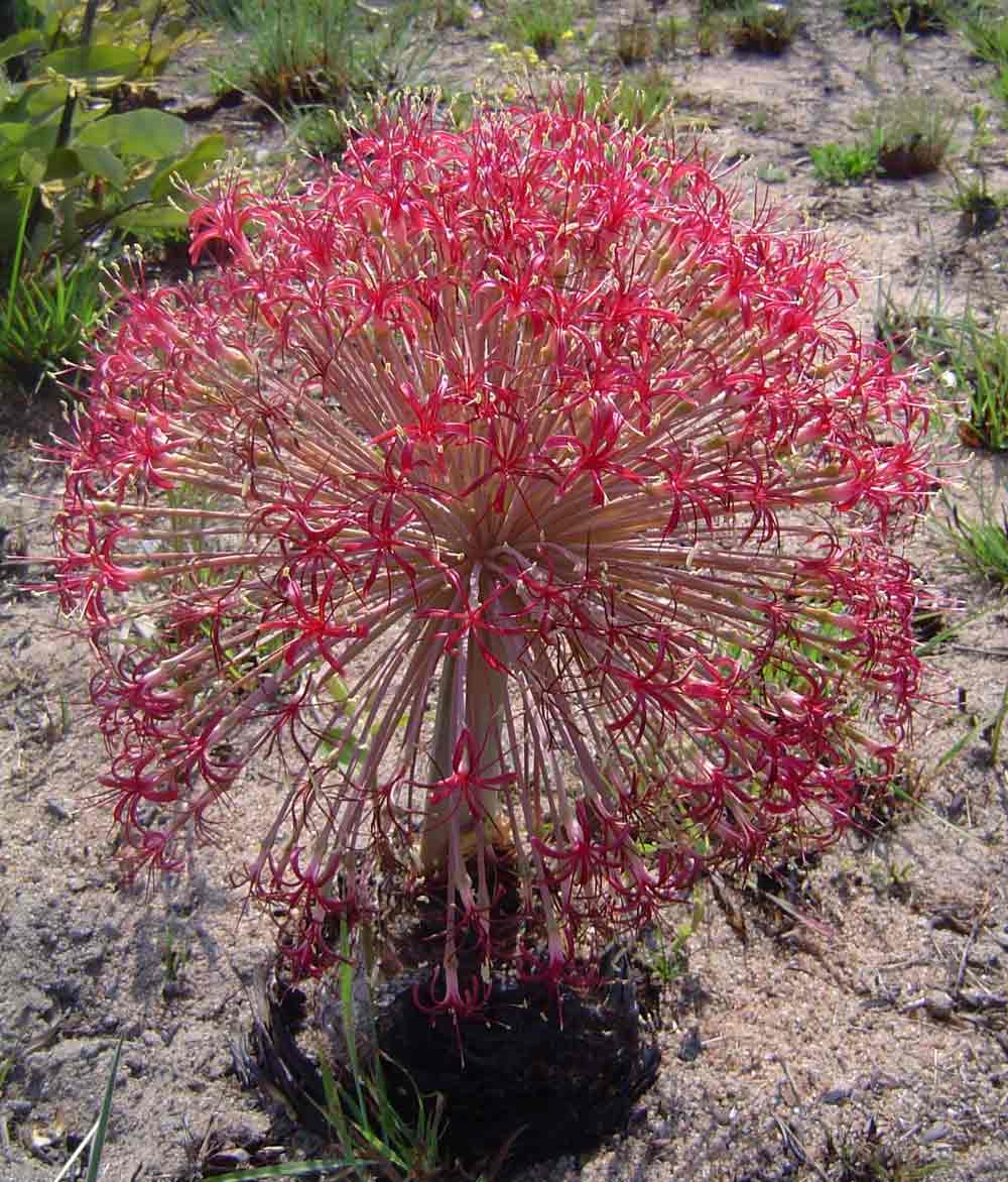 Boophone disticha