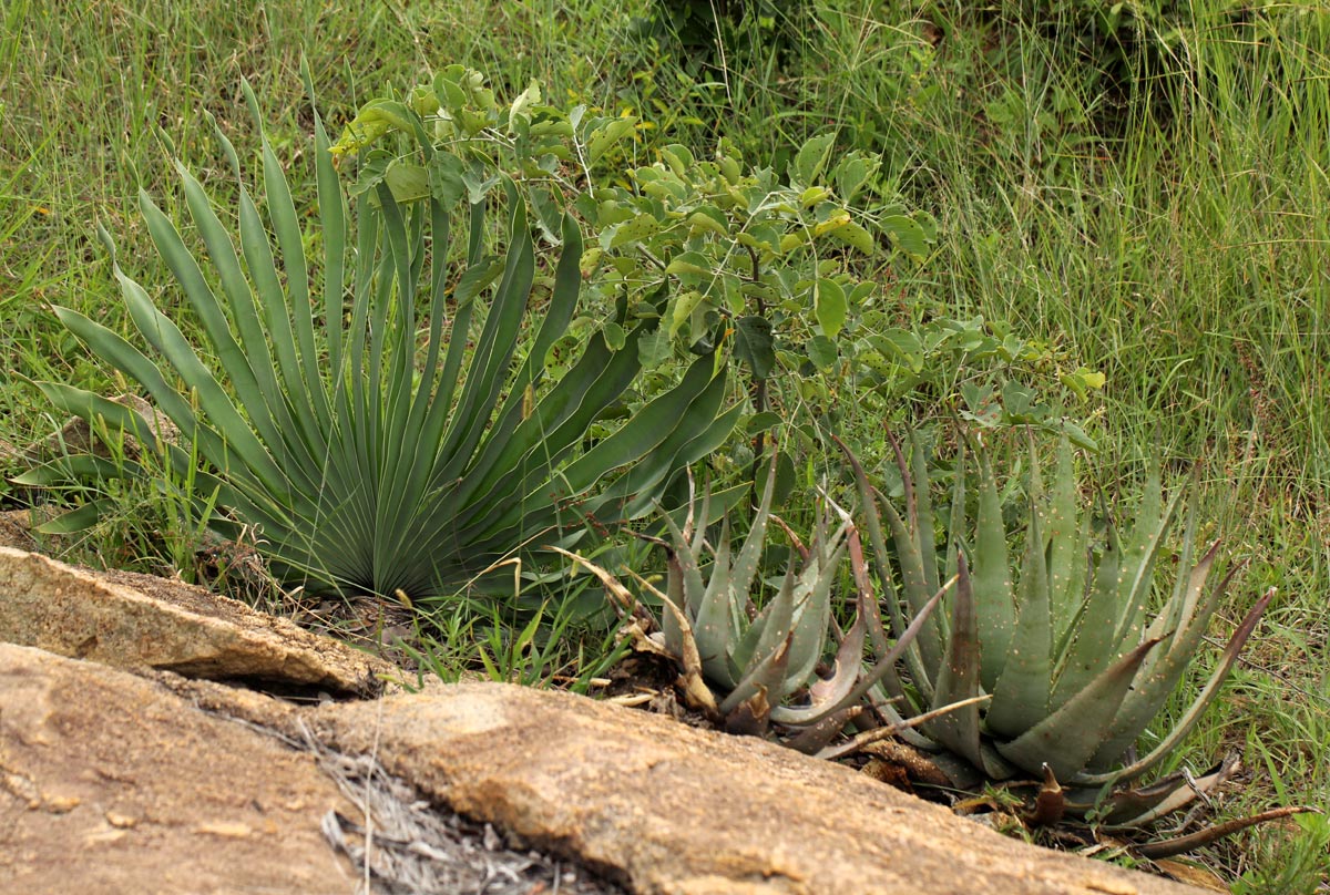 Boophone disticha