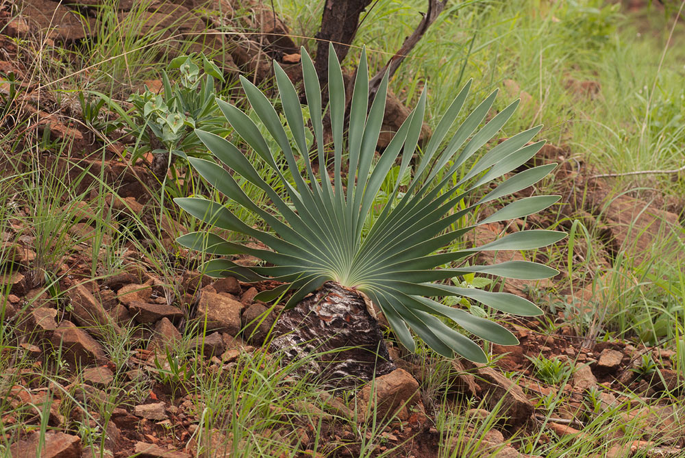 Boophone disticha