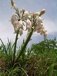 Crinum macowanii