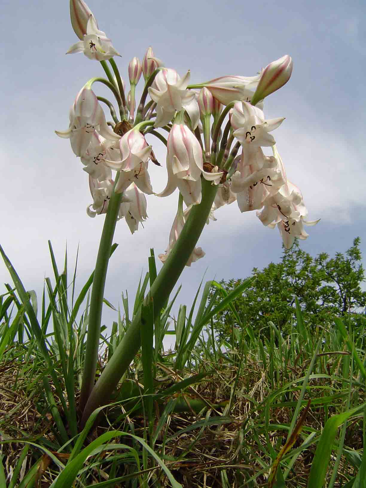 Crinum macowanii
