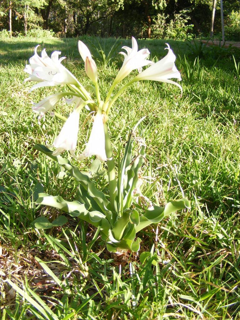 Crinum macowanii