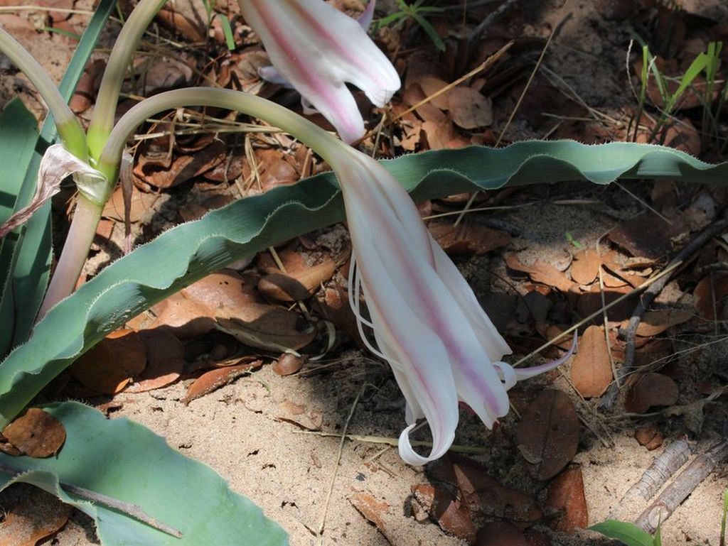 Crinum macowanii Crinum macowanii