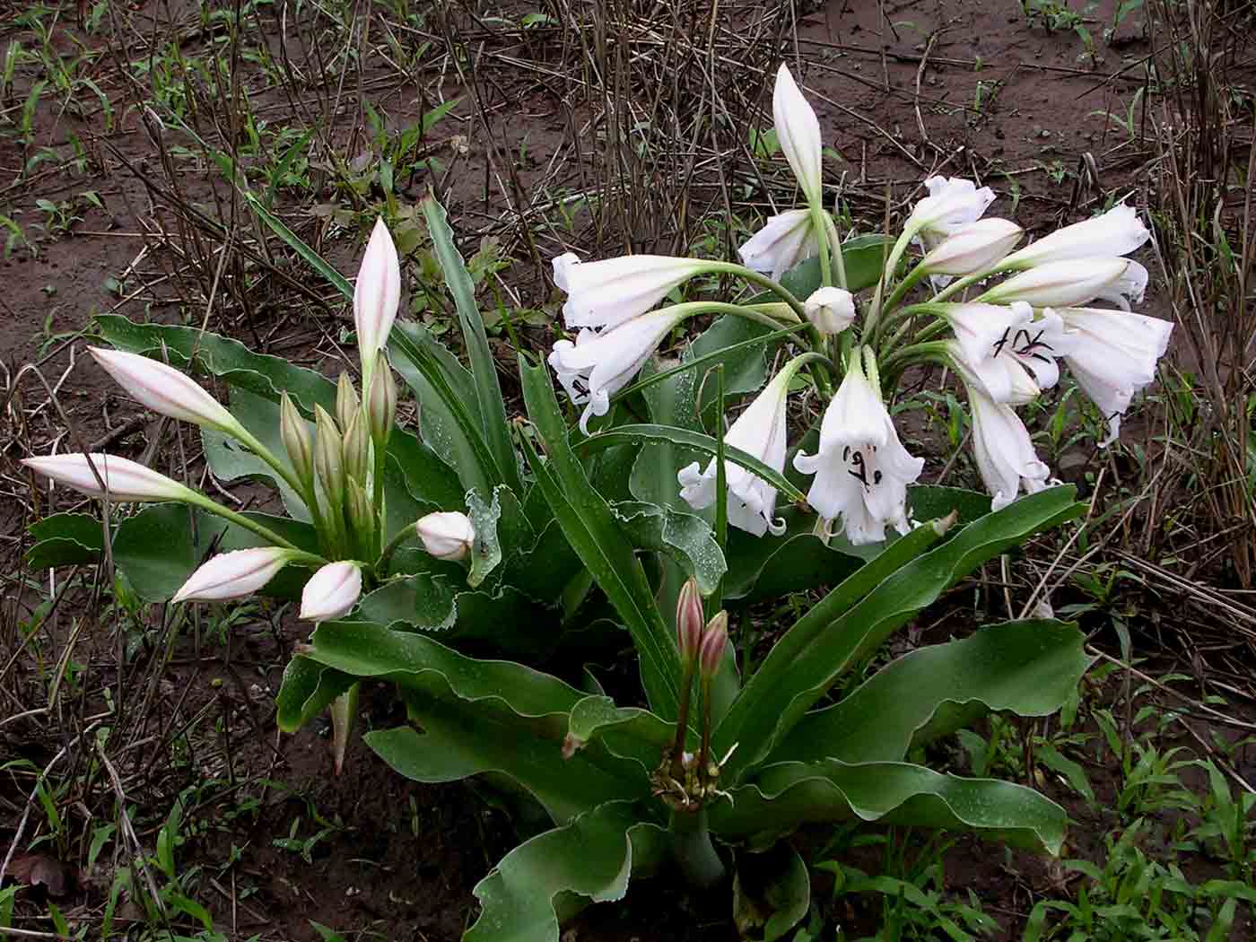 Crinum macowanii Crinum macowanii