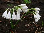 Crinum macowanii