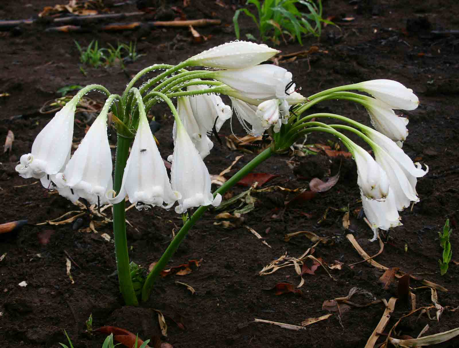 Crinum macowanii Crinum macowanii