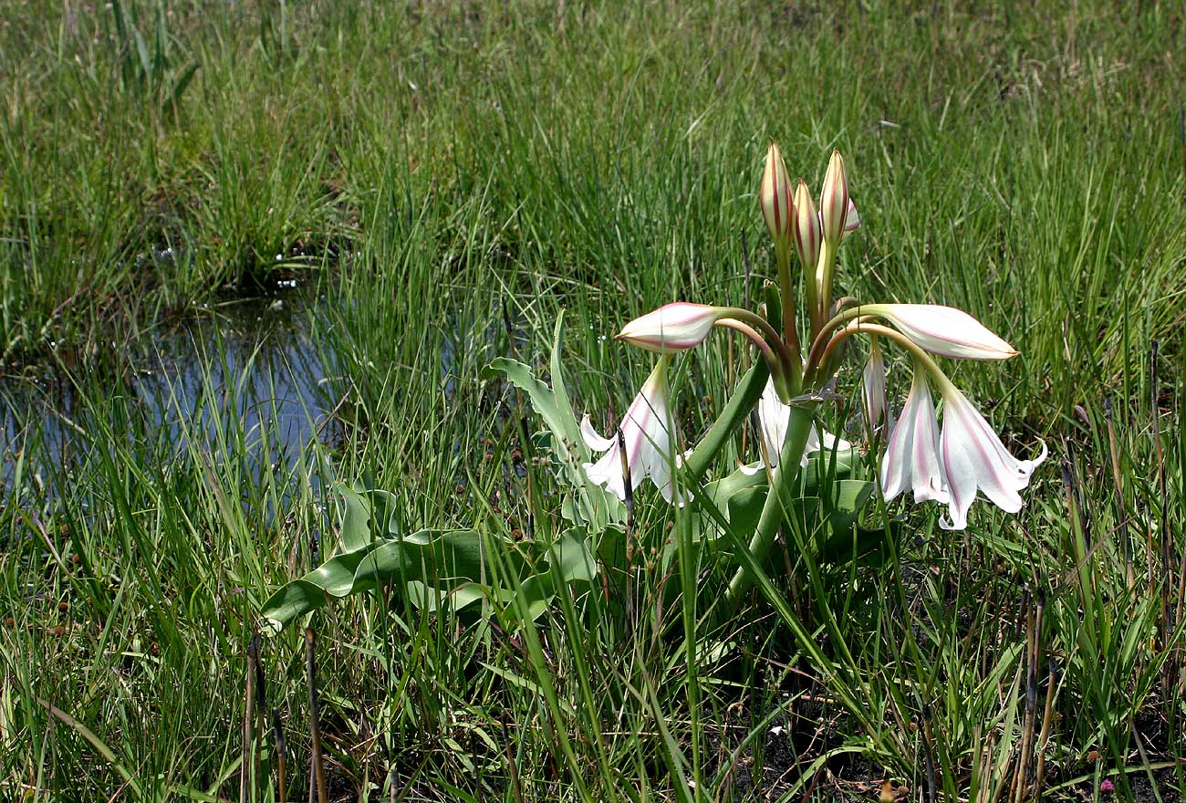 Crinum macowanii