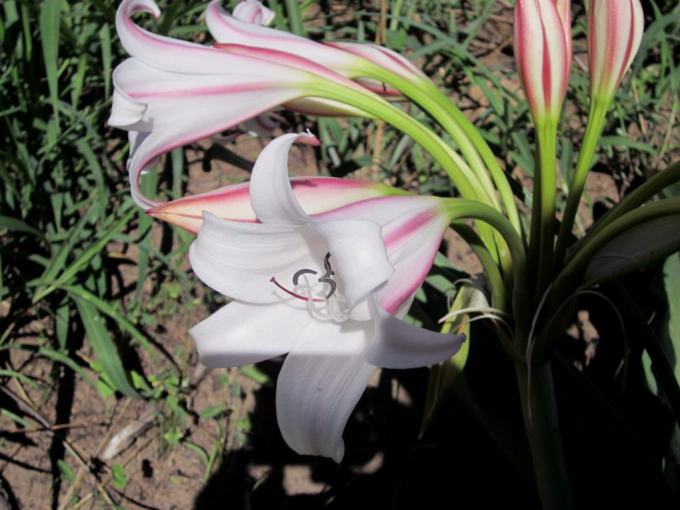 Crinum macowanii