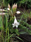 Crinum macowanii