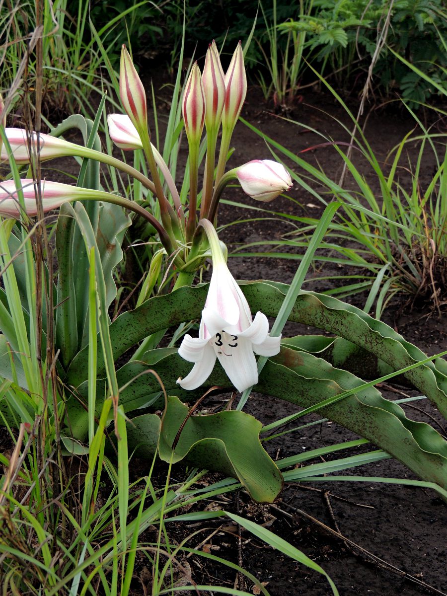 Crinum macowanii