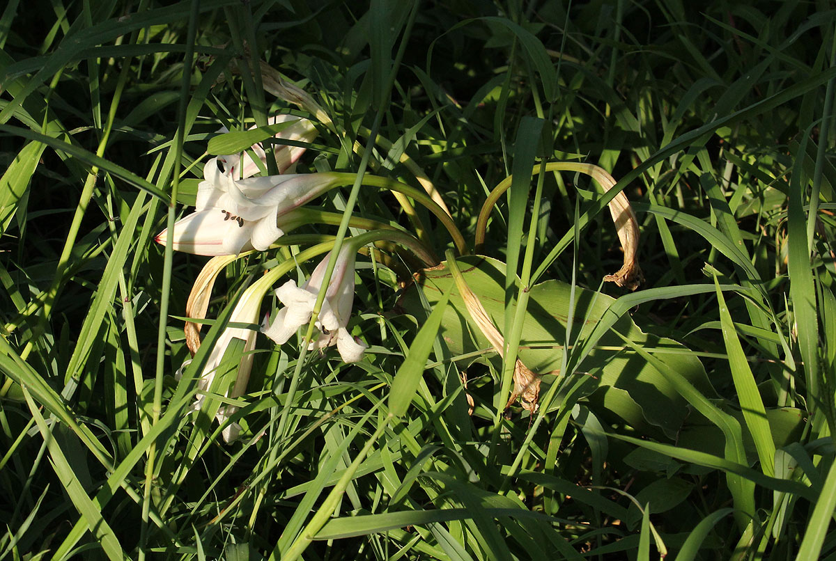 Crinum macowanii