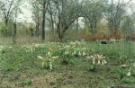 Crinum macowanii