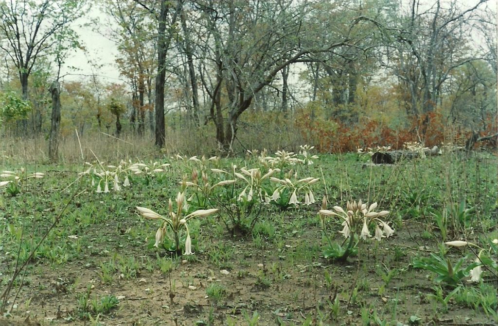 Crinum macowanii