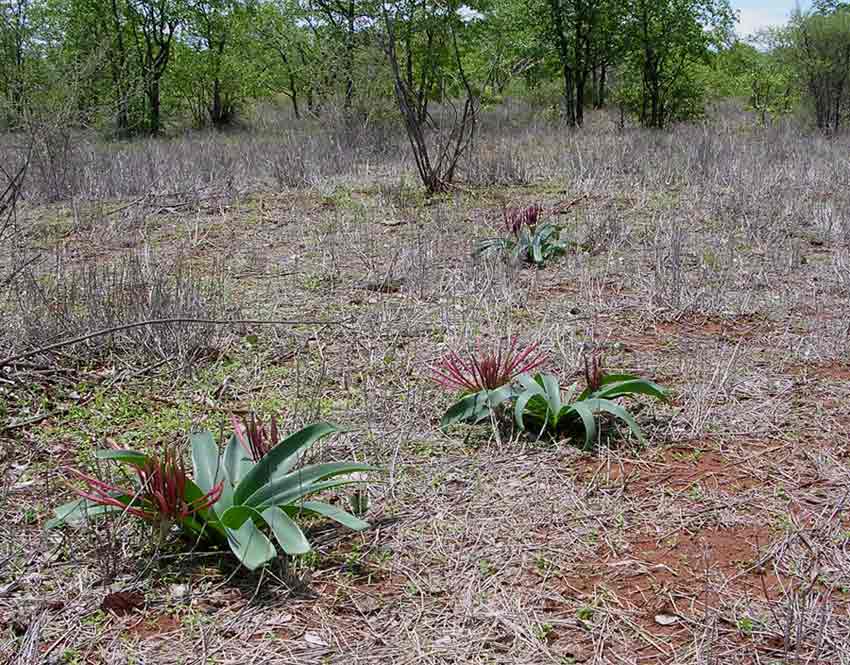 Ammocharis tinneana