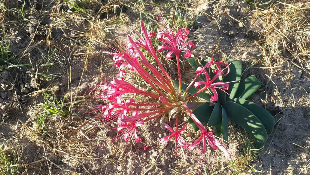 Ammocharis tinneana