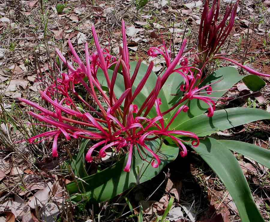 Ammocharis tinneana