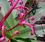 Ammocharis tinneana