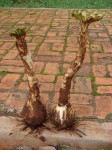 Ammocharis tinneana