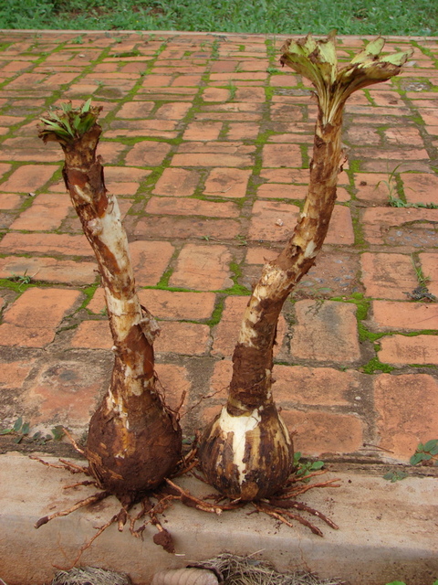 Ammocharis tinneana