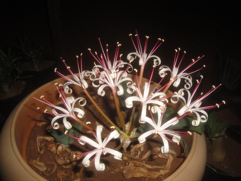 Ammocharis tinneana