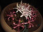 Ammocharis tinneana