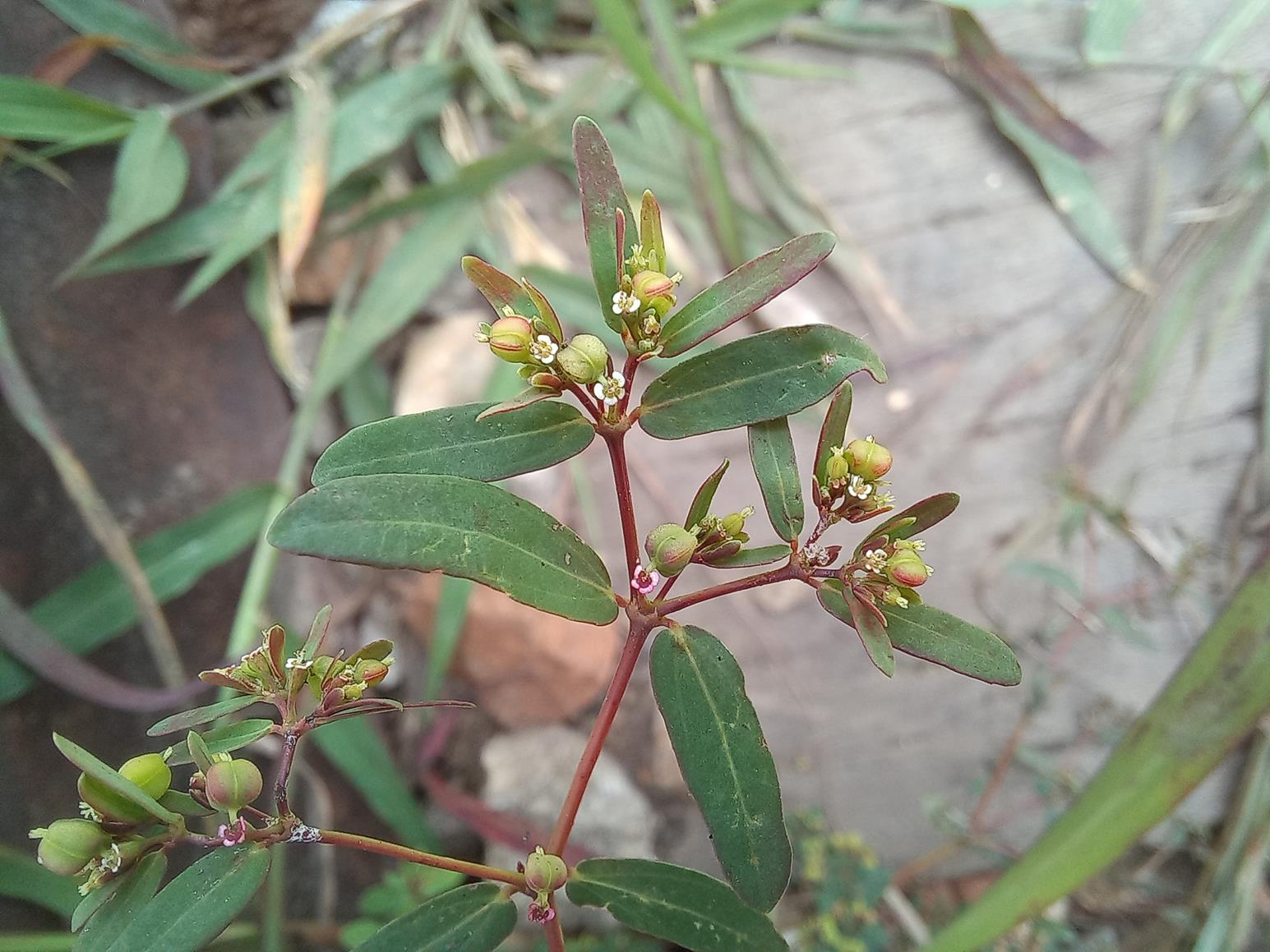 Euphorbia zambesiana