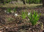 Pancratium tenuifolium