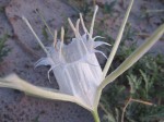 Pancratium tenuifolium
