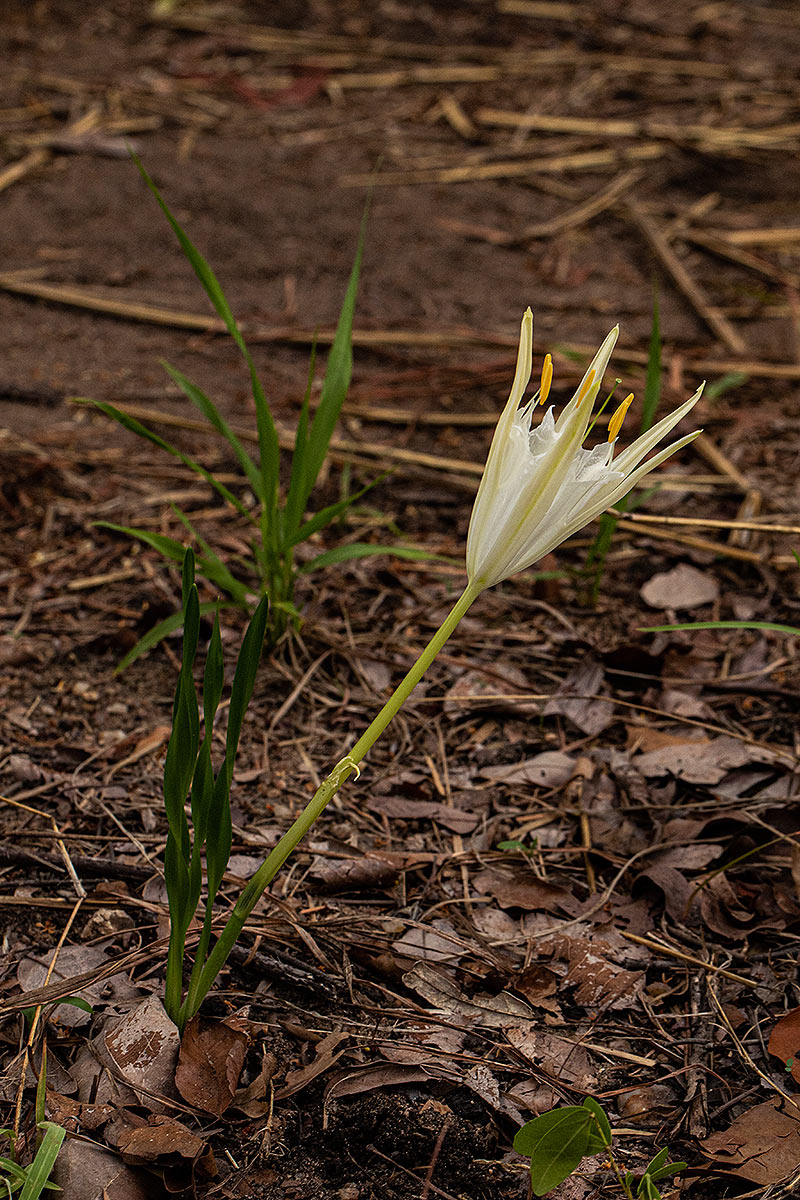 Pancratium tenuifolium