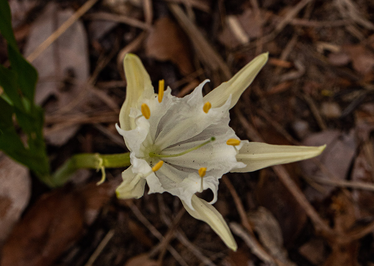 Pancratium tenuifolium