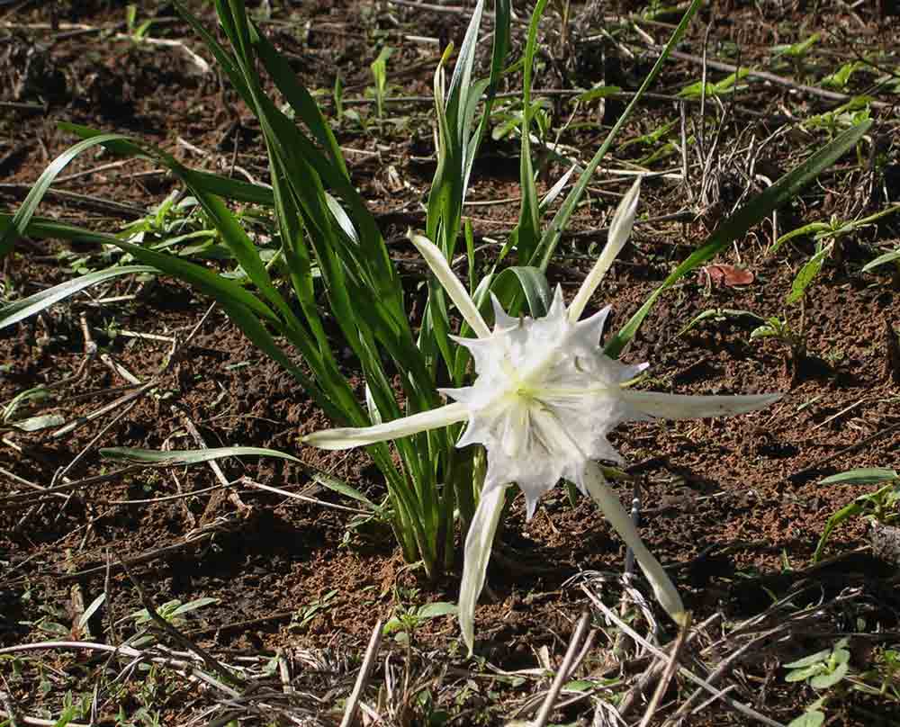 Pancratium tenuifolium