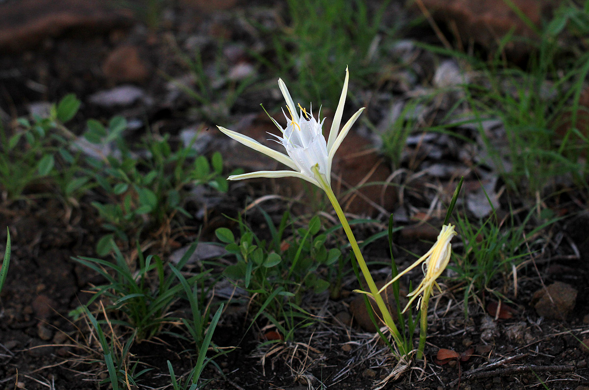 Pancratium tenuifolium