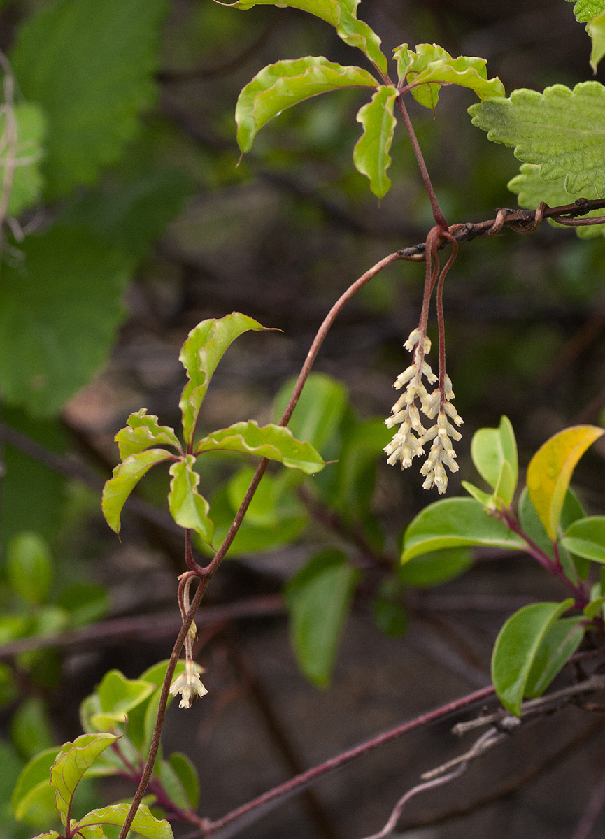 Dioscorea quartiniana Dioscorea quartiniana